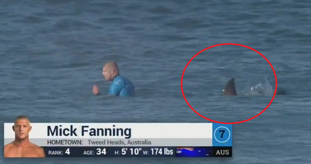 Iti ingheata sangele in vene! Un surfer e atacat de rechin IN DIRECT la TV! Reactia comentatorilor e incredibila - VIDEO