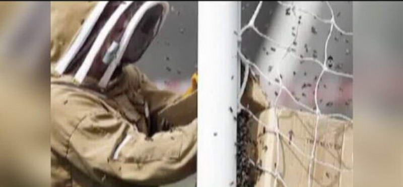 Sa vina APICULTORII Meci amical din Anglia, intarziat din cauza unui STUP de albine! VIDEO