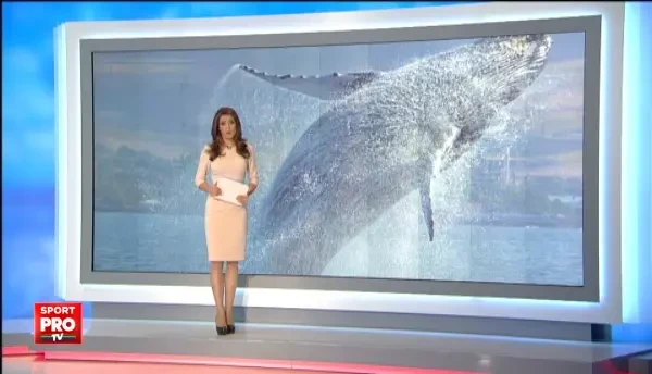 A cazut ca o ... balena pe niste sportivi. E o problema. Era o balena adevarata. Scena socanta s-a petrecut in apele Californiei.