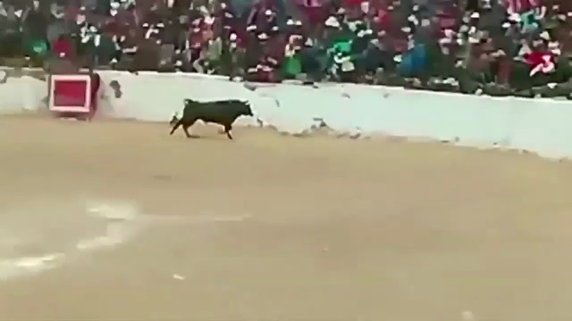 Scene socante in Peru! Un TAUR a turbat si a sarit peste spectatori in tribune. Ce s-a intamplat
