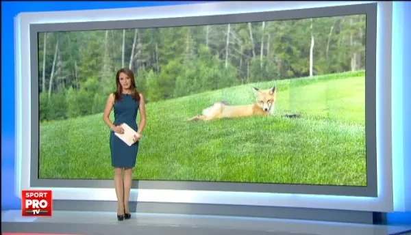 Pe terenul de golf, o vulpe a incercat sa-i pacaleasca pe jucatori. A venit la furat !