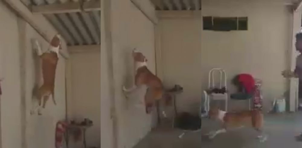 Ai crezut ca le-ai vazut pe toate? Asta e primul PITBULL care te alearga pe tavan :)) E uluitor ce salt face - VIDEO