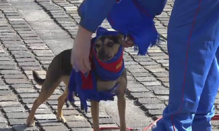 Reactia galeriei Stelei, dupa esecul jenant de azi: 