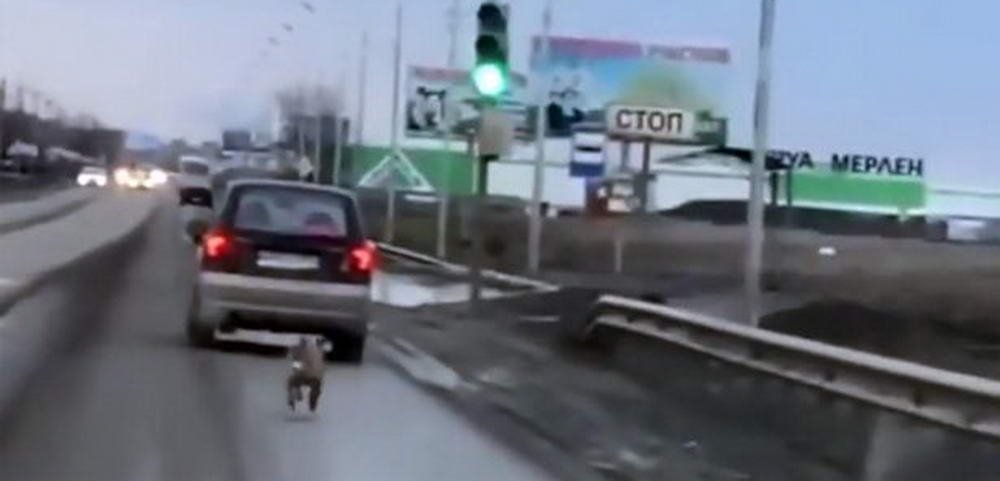 Viralul zilei. Un caine a alergat ZECI de km dupa masina stapanului care l-a abandonat in padure! VIDEO