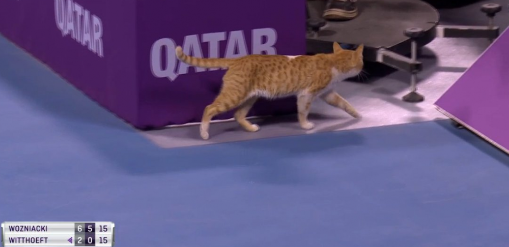 Din pacate, n-a fost neagra! :) O PISICA a intrat pe teren la meciul lui Wozniacki de la Doha. FOTO