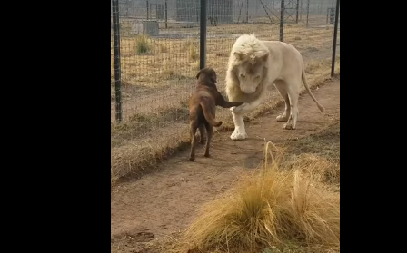 Momentul in care un caine da nas in nas cu un leu, in cusca acestuia! Ce se intampla apoi
