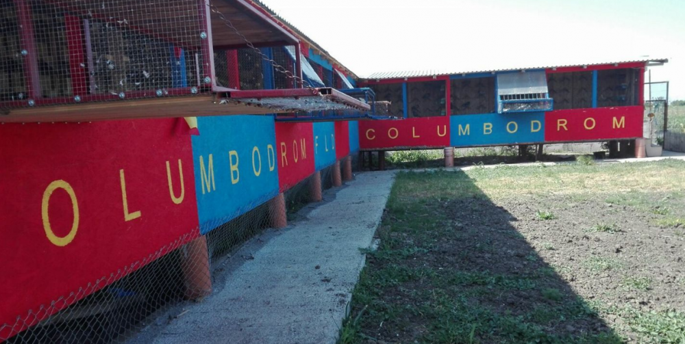 Beckham din Ghencea s-a lasat de fotbal si se ocupa de PORUMBEI! Si-a deschis COLUMBODROM in culorile Stelei