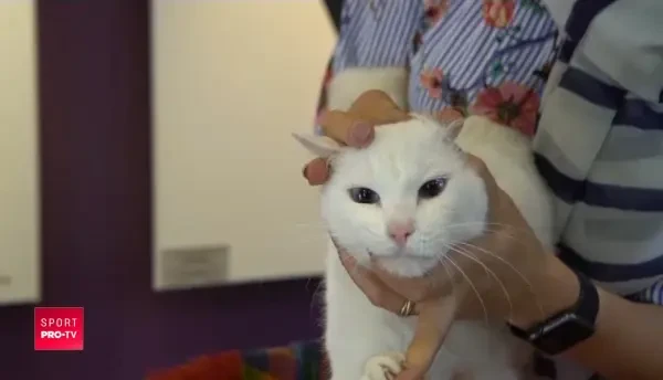 Cum arata PISICA ORACOL care ghiceste toate rezultatele! Ahile a fost ales OFICIAL de organizatori. VIDEO