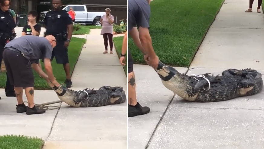 Ce ii face acest crocodil legat la picioare, la ochi si la gura celui care ii da palme peste bot si il trage de nas!