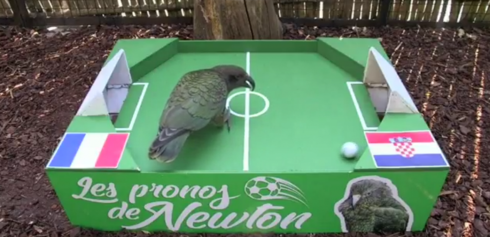 Newton a ales castigatoarea Cupei Mondiale! Unde a bagat papagalul oracol mingea :) VIDEO