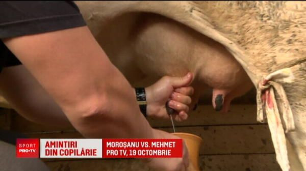 Unde-i vaca nenorocitule? N-ai avut grija de vaca! Amintiri din copilaria lui Morosanu! Ce a facut luptatorul inaintea meciului de pe 19 octombrie, la Pro TV