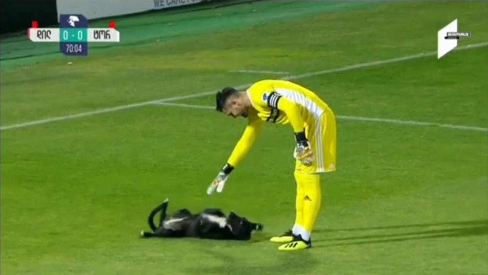 A vrut sa joace si el! Meci de prima liga, intrerupt de un caine intrat pe teren! VIDEO