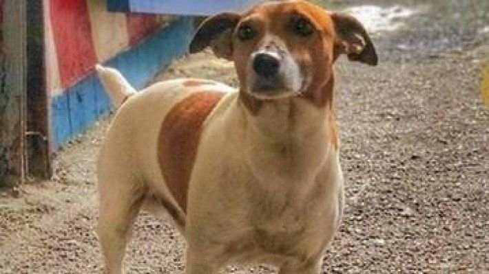Mafia italiana Camorra ofera mii de euro pentru uciderea acestui caine! Ce paguba a putut sa le provoace