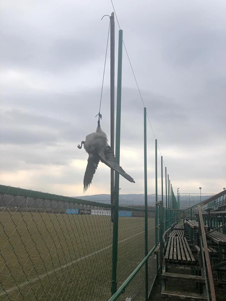 Imagini ireale! Ciori moarte agatate la terenul de antrenament al CFR-ului, inainte de meciul cu Sepsi! Explicatia bizara