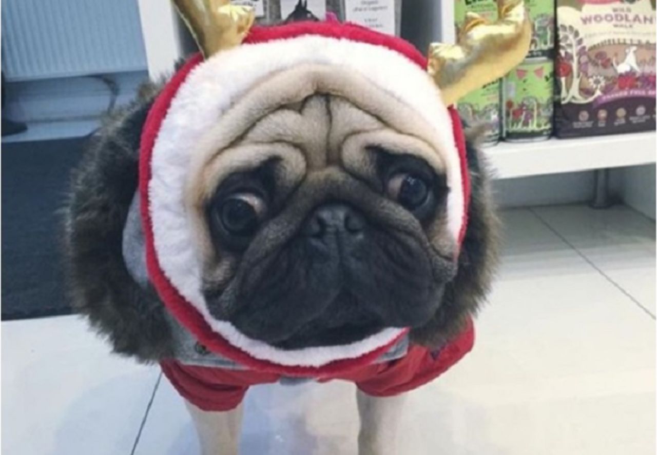 S-a dat cu “cainii”? Stelistul Gabi Balint se lauda pe internet cu noua sa achizitie canina, care ii ia locul lui