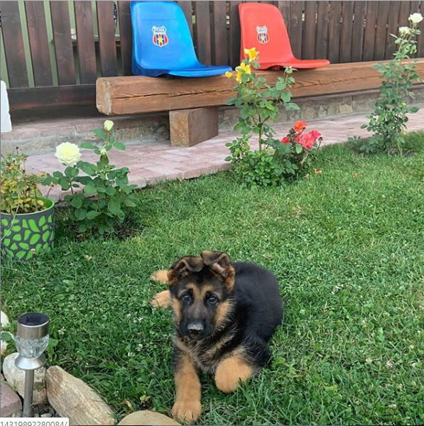 S-a dat cu “cainii”? Stelistul Gabi Balint se lauda pe internet cu noua sa achizitie canina, care ii ia locul lui 