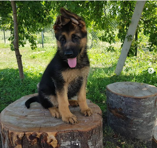 S-a dat cu “cainii”? Stelistul Gabi Balint se lauda pe internet cu noua sa achizitie canina, care ii ia locul lui 