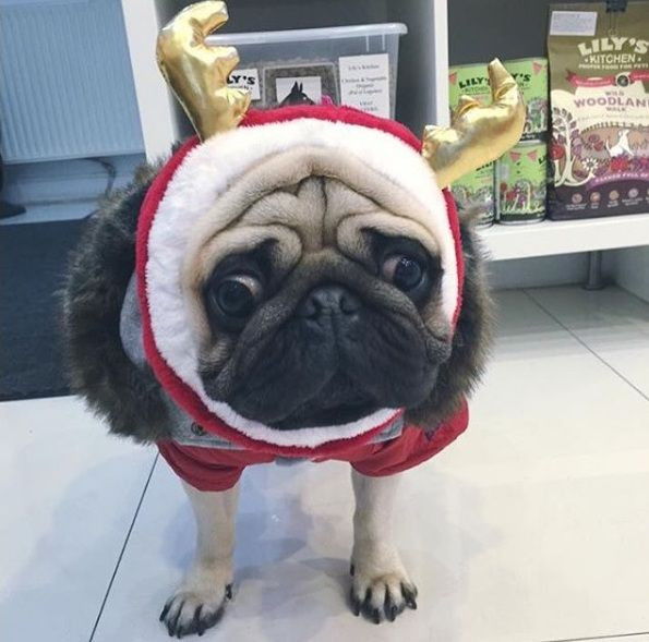 S-a dat cu “cainii”? Stelistul Gabi Balint se lauda pe internet cu noua sa achizitie canina, care ii ia locul lui 