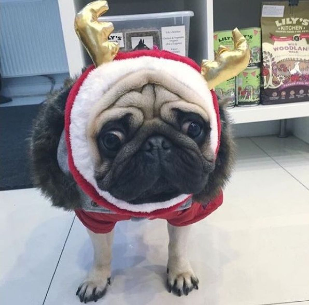 S-a dat cu “cainii”? Stelistul Gabi Balint se lauda pe internet cu noua sa achizitie canina, care ii ia locul lui