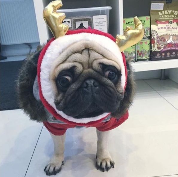 S-a dat cu “cainii”? Stelistul Gabi Balint se lauda pe internet cu noua sa achizitie canina, care ii ia locul lui