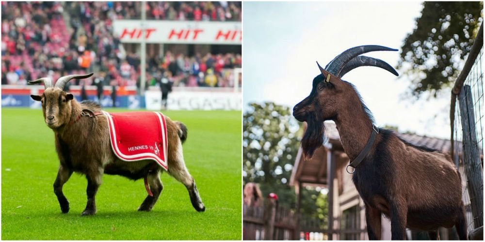 FC Koln il scoate la PENSIE pe țapul oficial al echipei! Cine ii va lua locul_7
