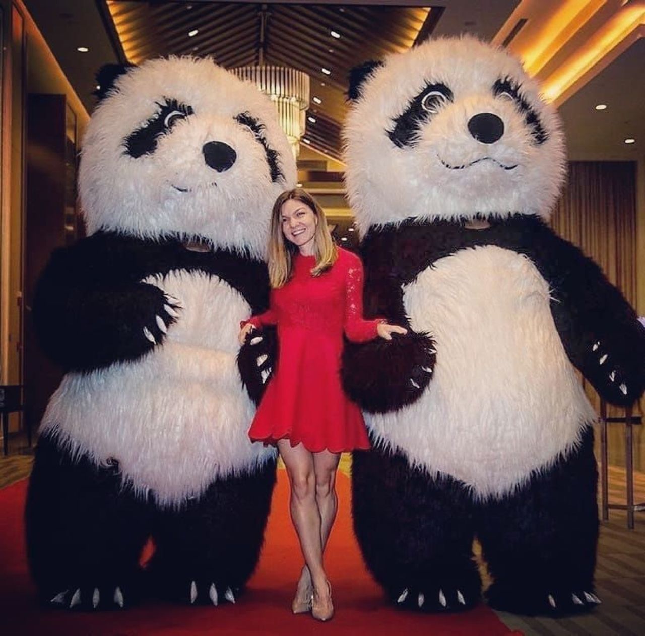 Halep, intr-o ipostaza inedita! S-a pozat alaturi de doi ursi panda mai inalti ca ea. Cand va juca primul meci la simplu romanca _2