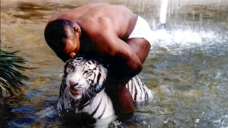 Tyson a dezvaluit motivul pentru care a renuntat la celebrul tigru alb. I-a mancat mana!