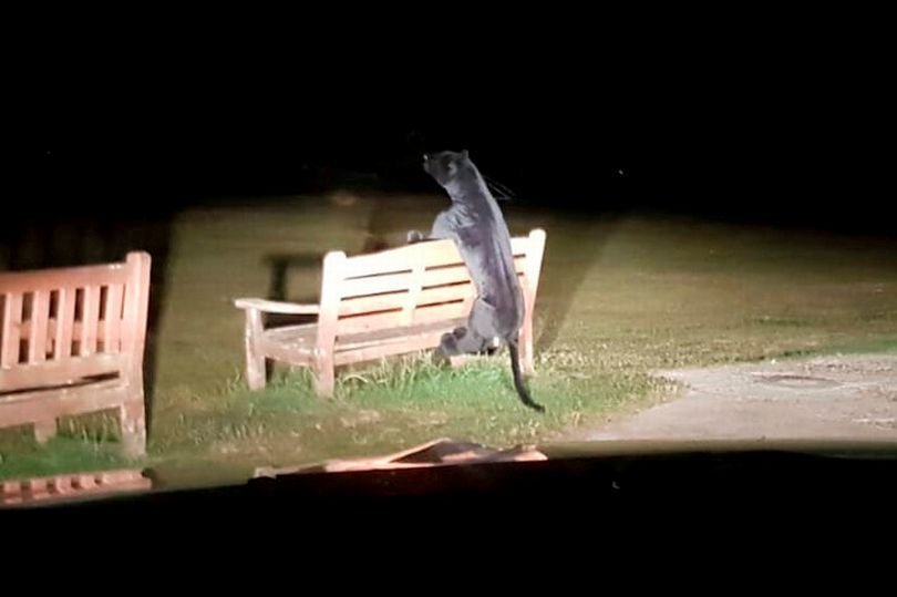 Asta e nebunie curata! Politia a fost chemata de urgenta sa prinda o PANTERA libera in parc! Ce descoperire au facut oamenii legii cand au ajuns la fata locului