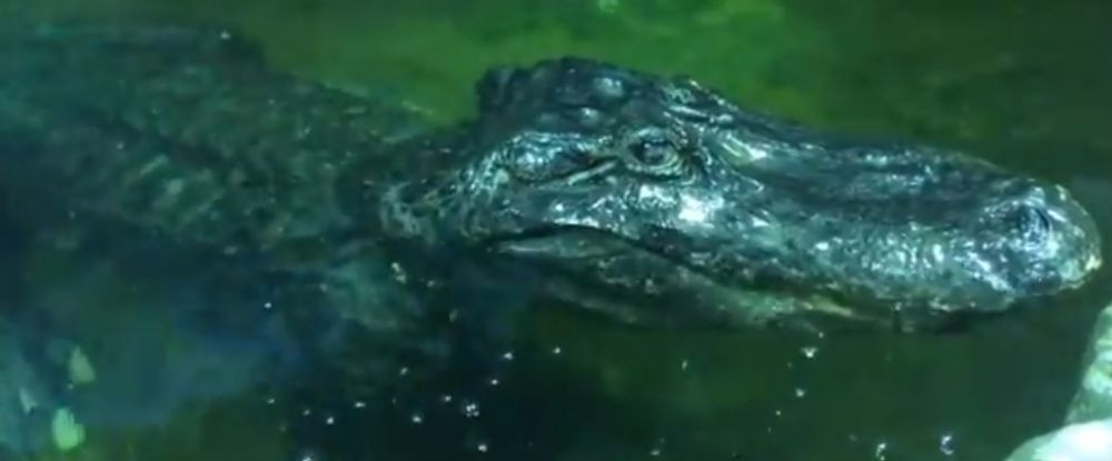 Aligatorul lui Hitler a murit la o varsta record! A supravietuit SINGUR in timpul razboiului si a fost capturat de rusi! Ce a urmat e incredibil: unde a trait 74 de ani