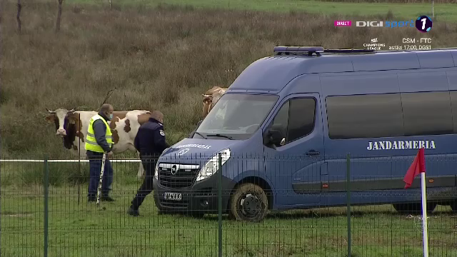 Scene FABULOASE la meciul Petrolului! Nu a mai fost invazie de fani pe utilaje, dar au lasat VACILE sa pasca la meci! Imaginile care vor face inconjurul lumii