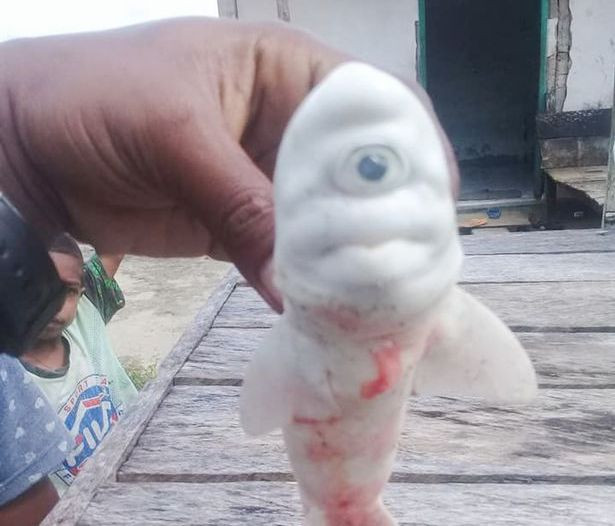 Nemaivazut! Descoperire halucinanta a pescarilor: RECHINUL CICLOP a fost capturat. Cum arata creatura