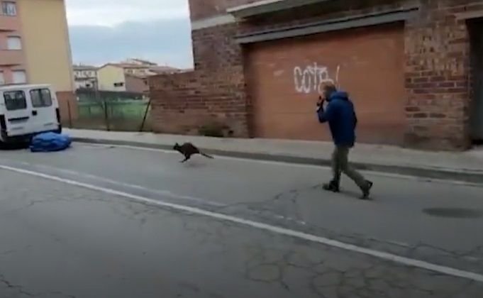 S-a intors lumea cu fundul in sus? Animalul n-avea ce sa caute acolo! Oamenii au crezut ca nu vad bine