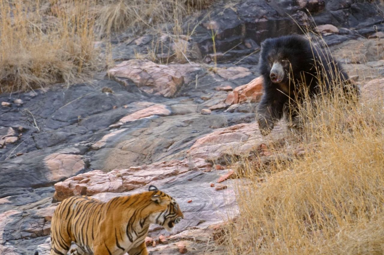 Confruntare fara precedent in jungla! O ursoaica s-a luat la bataie cu doi tigri care i-au atacat puii! Imagini incredibile _1