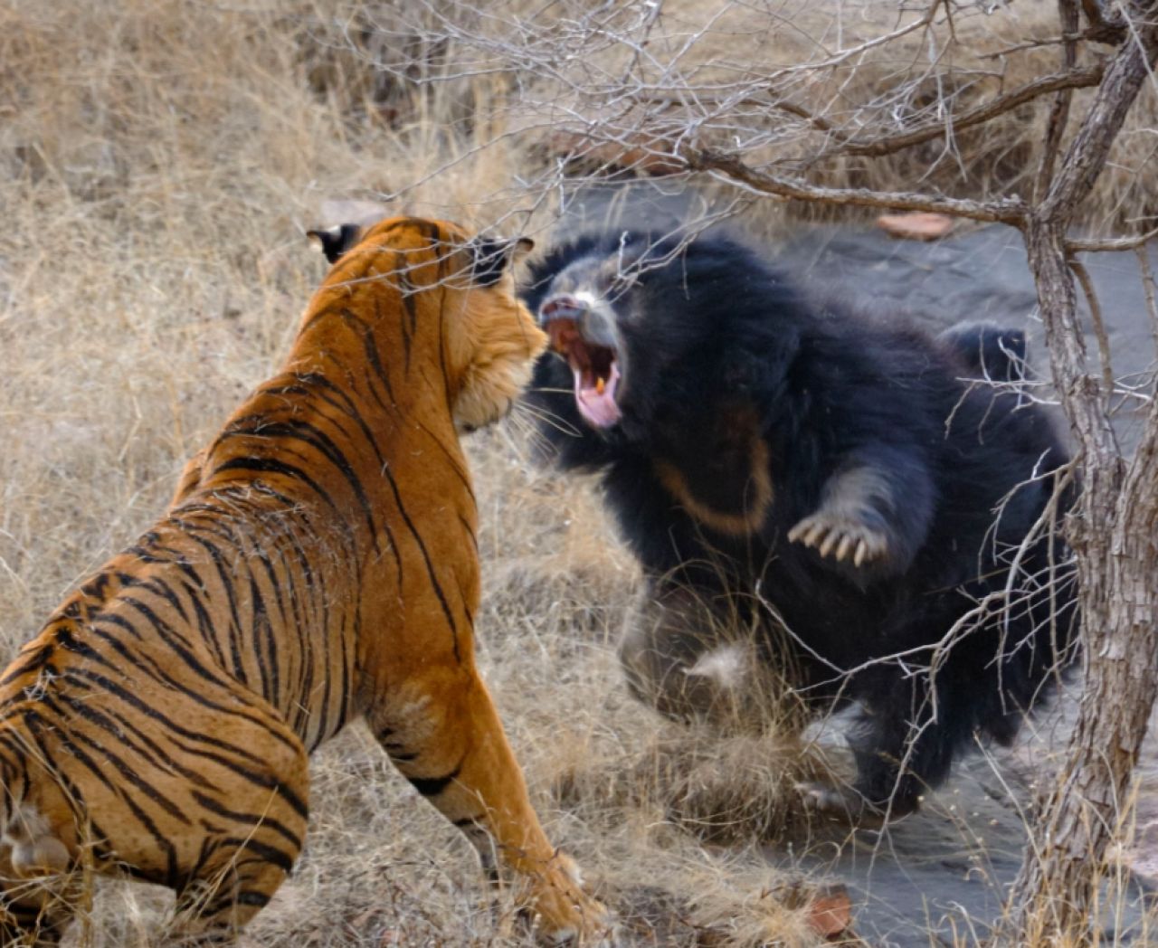 Confruntare fara precedent in jungla! O ursoaica s-a luat la bataie cu doi tigri care i-au atacat puii! Imagini incredibile _2
