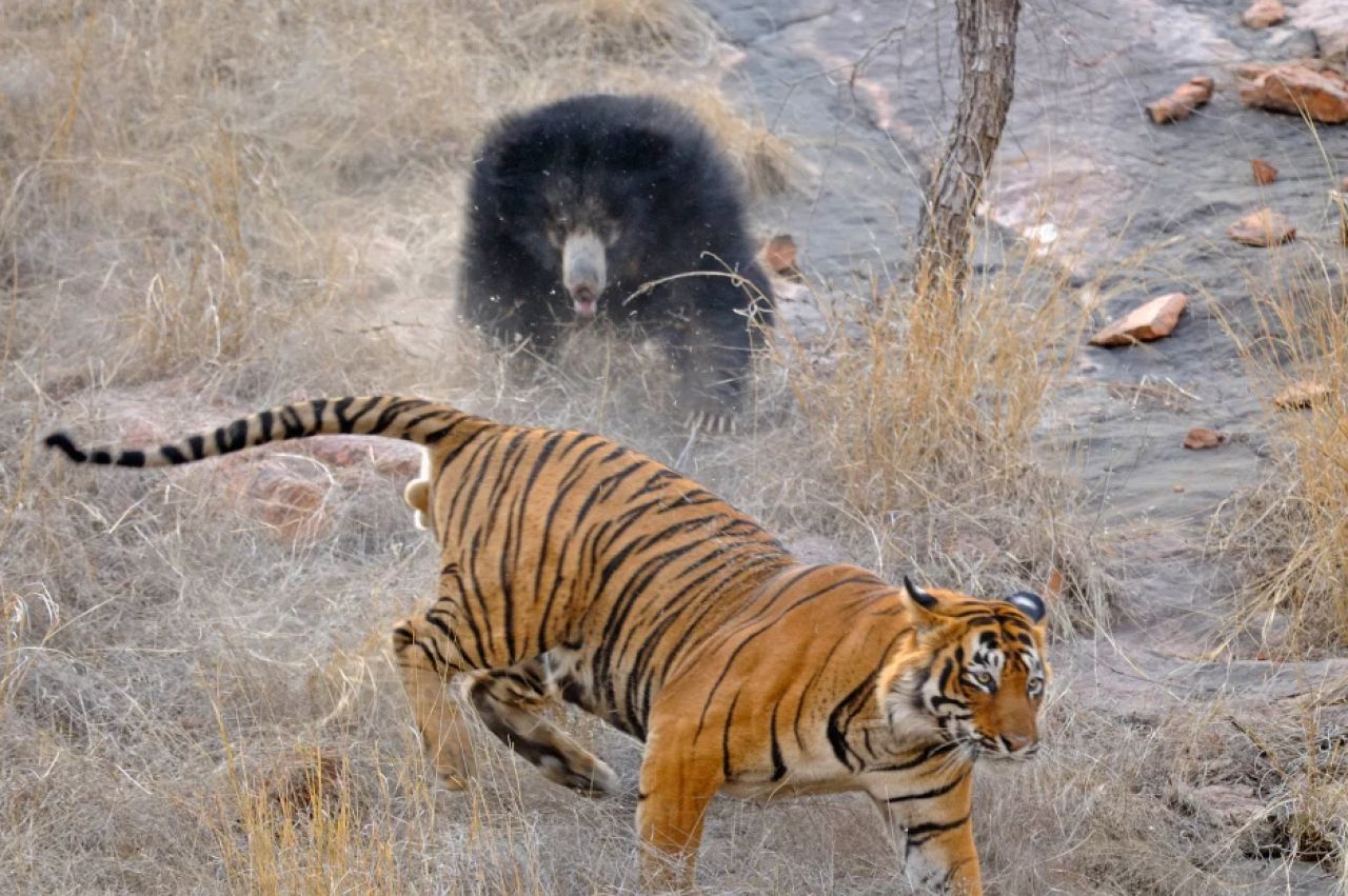 Confruntare fara precedent in jungla! O ursoaica s-a luat la bataie cu doi tigri care i-au atacat puii! Imagini incredibile _3