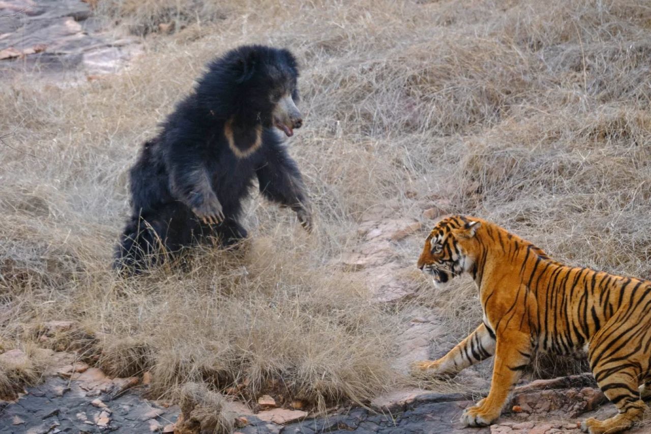 Confruntare fara precedent in jungla! O ursoaica s-a luat la bataie cu doi tigri care i-au atacat puii! Imagini incredibile _5