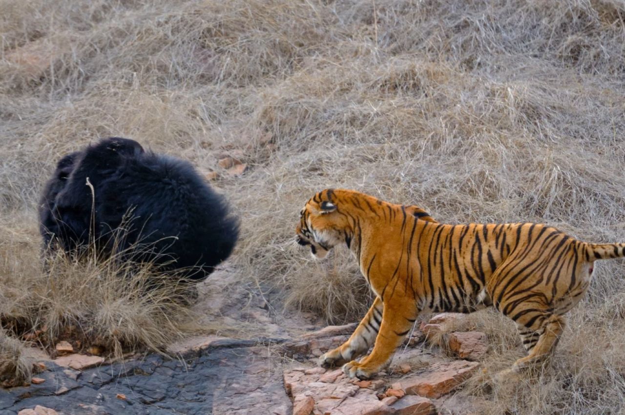Confruntare fara precedent in jungla! O ursoaica s-a luat la bataie cu doi tigri care i-au atacat puii! Imagini incredibile _6