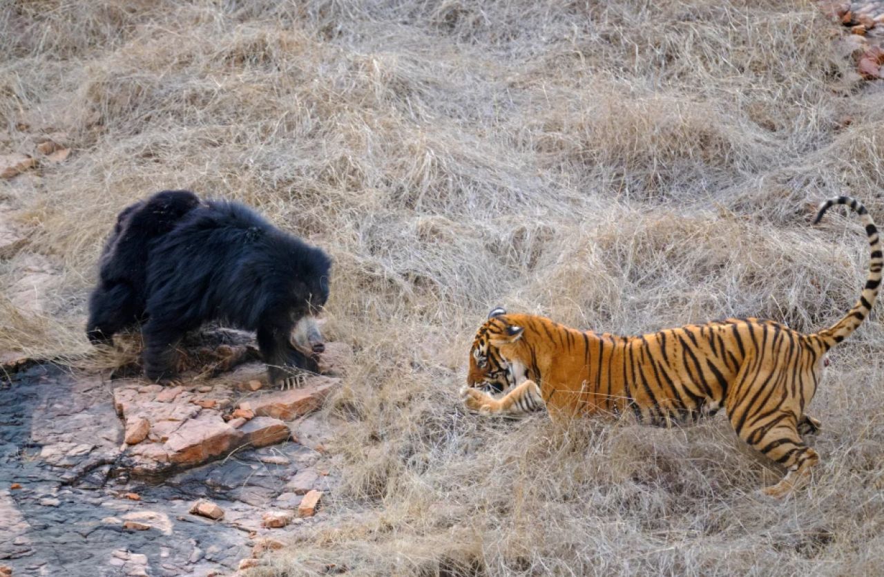Confruntare fara precedent in jungla! O ursoaica s-a luat la bataie cu doi tigri care i-au atacat puii! Imagini incredibile _7