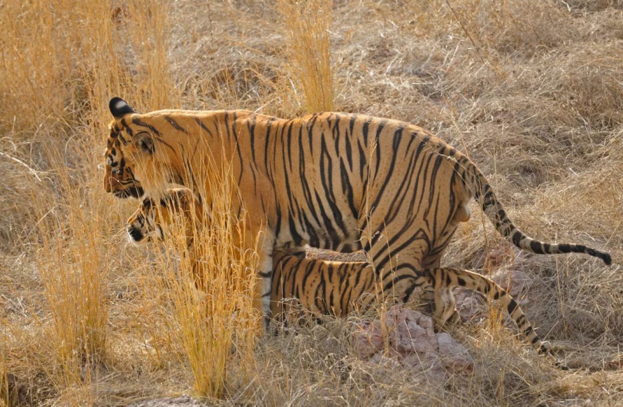 Confruntare fara precedent in jungla! O ursoaica s-a luat la bataie cu doi tigri care i-au atacat puii! Imagini incredibile _8