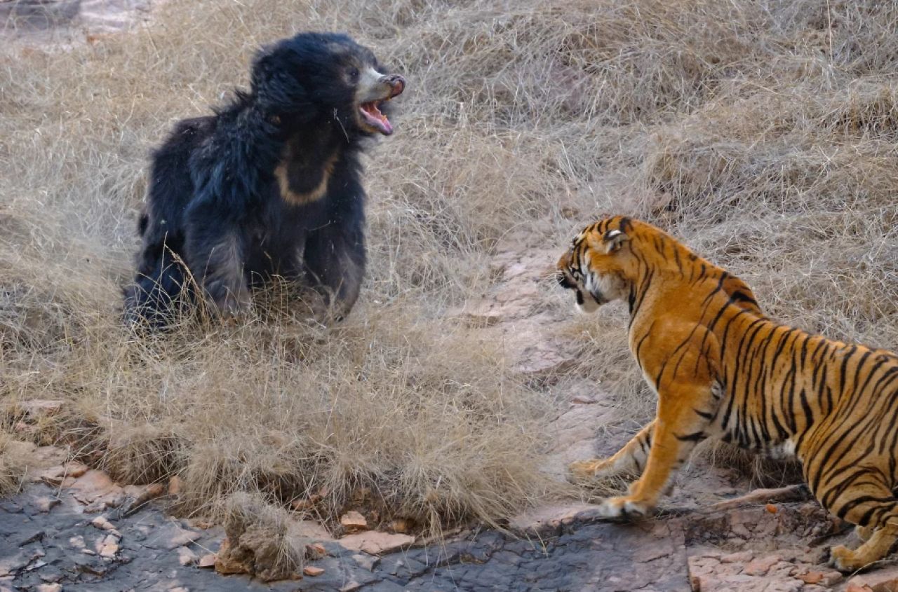 Confruntare fara precedent in jungla! O ursoaica s-a luat la bataie cu doi tigri care i-au atacat puii! Imagini incredibile _10