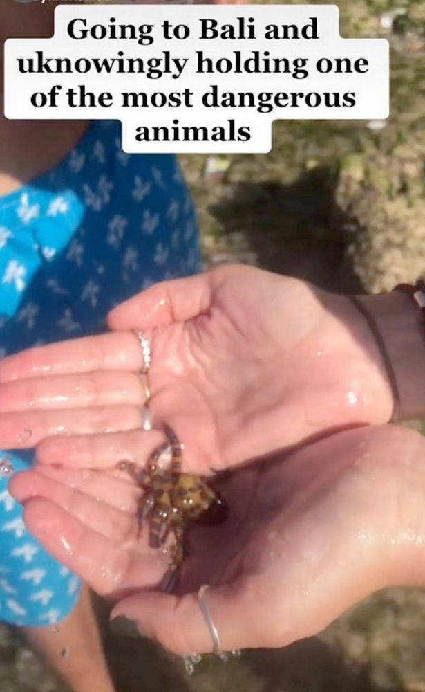 A tinut in maini unul dintre cele mai otravitoare animale din lume fara sa stie ceva despre el! Imaginile fac inconjurul lumii! Ce s-a intamplat dupa_1