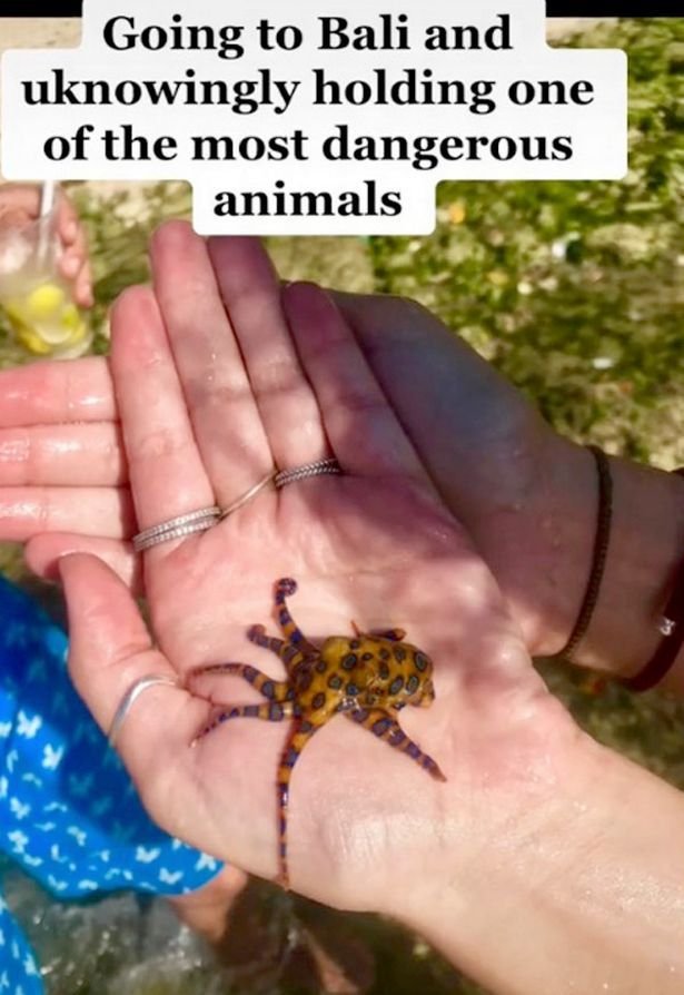 A tinut in maini unul dintre cele mai otravitoare animale din lume fara sa stie ceva despre el! Imaginile fac inconjurul lumii! Ce s-a intamplat dupa_2