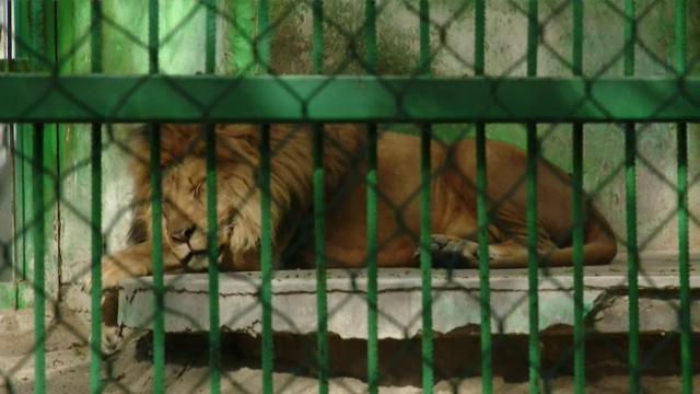 Imagini geniale la Razgrad! Leul doarme fix langa stadion! Suporterii, reactii geniale: 