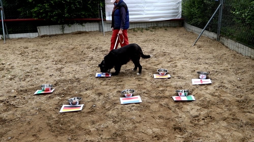Senzational! Animalul-oracol de la Bucuresti a ghicit rezultatul meciului de debut! Pe cine a ales drept castigatoare a Euro 2020_2