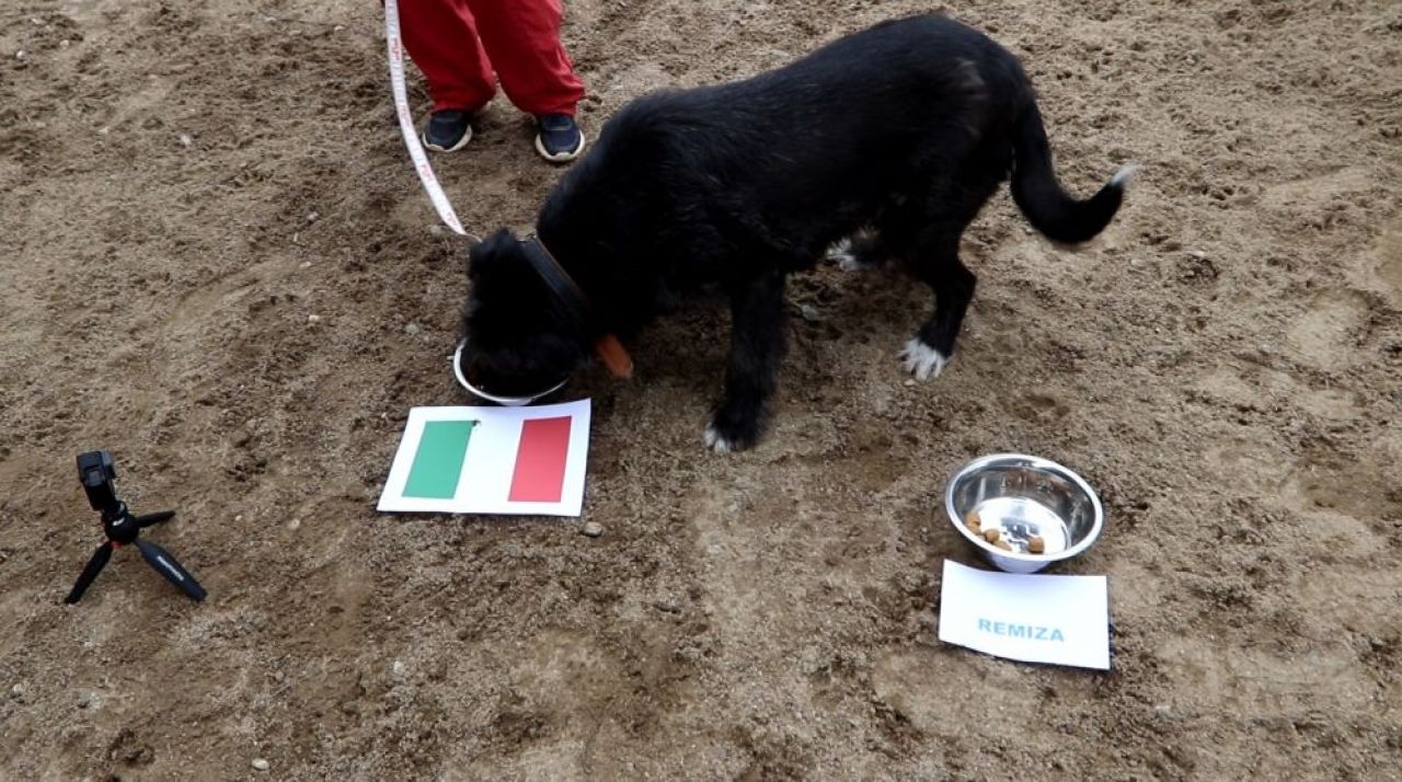 Senzational! Animalul-oracol de la Bucuresti a ghicit rezultatul meciului de debut! Pe cine a ales drept castigatoare a Euro 2020_4