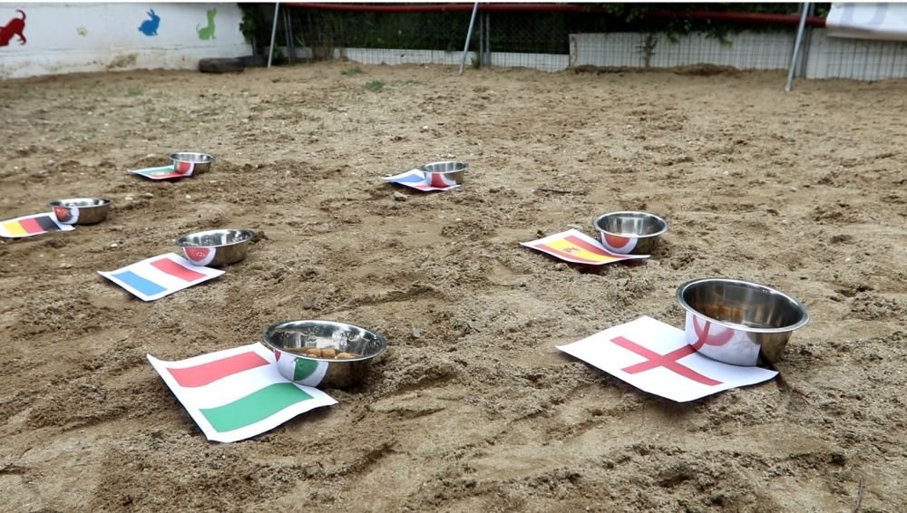 Senzational! Animalul-oracol de la Bucuresti a ghicit rezultatul meciului de debut! Pe cine a ales drept castigatoare a Euro 2020_5