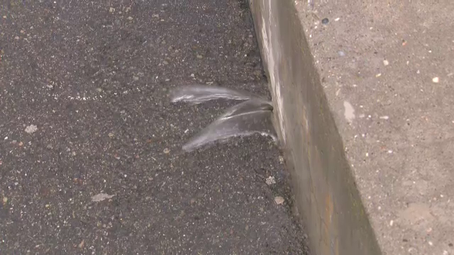 Inundatie pe National Arena inaintea meciului de la Euro! Austria si-a anulat antrenamentul: mingea nu mai sare din cauza apei care a umplut stadionul!_4