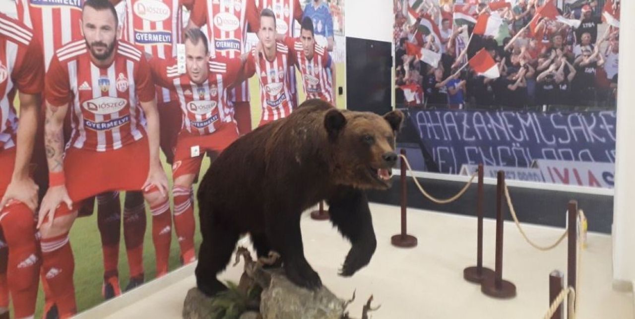 „Cu ursu nu-i de joacă!” Metoda inedită a lui Sepsi OSK de a-și speria adversarii_1