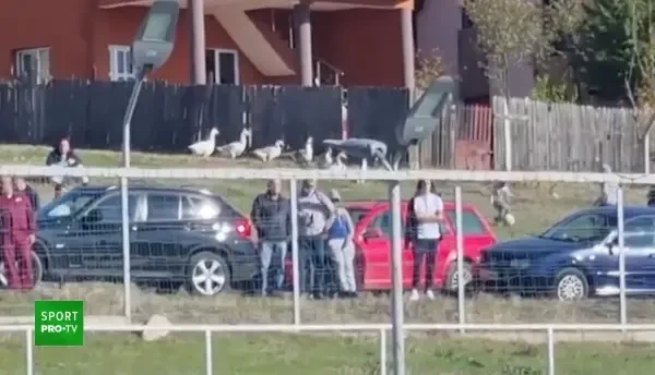 Frumusețea Cupei României! „Spectatori de lux” la meciul dintre Filiași și Hermannstadt :)