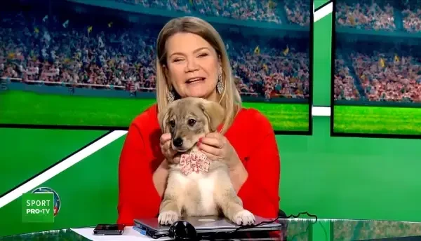 De pe stadion, direct &icirc;n Seattle! Un cățel din campania &bdquo;Umple golul din viața ta&rdquo; a fost adoptat &icirc;n SUA